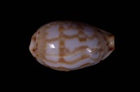 藏品(箭頭寶螺)的圖片